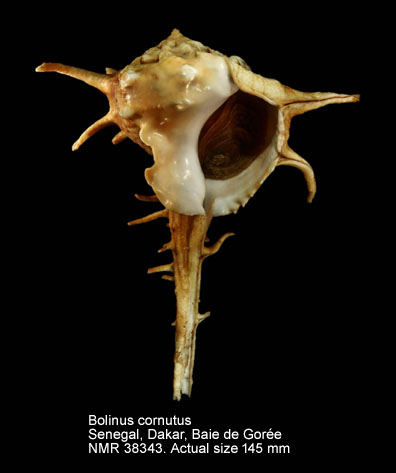 Bolinus cornutus (7).jpg - Bolinus cornutus(Linnaeus,1758)